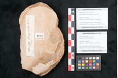 Foto (Objekt + Etikett) von Zostera ungeri Ettingshausen (NHMW-GEO-2024-0188-7923b)